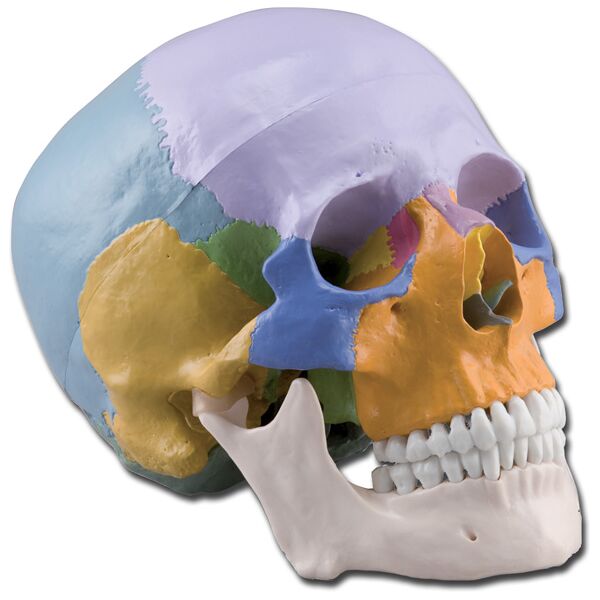 Gima modello di cranio umano in tre parti a grandezza naturale con ossa colorate in plastica