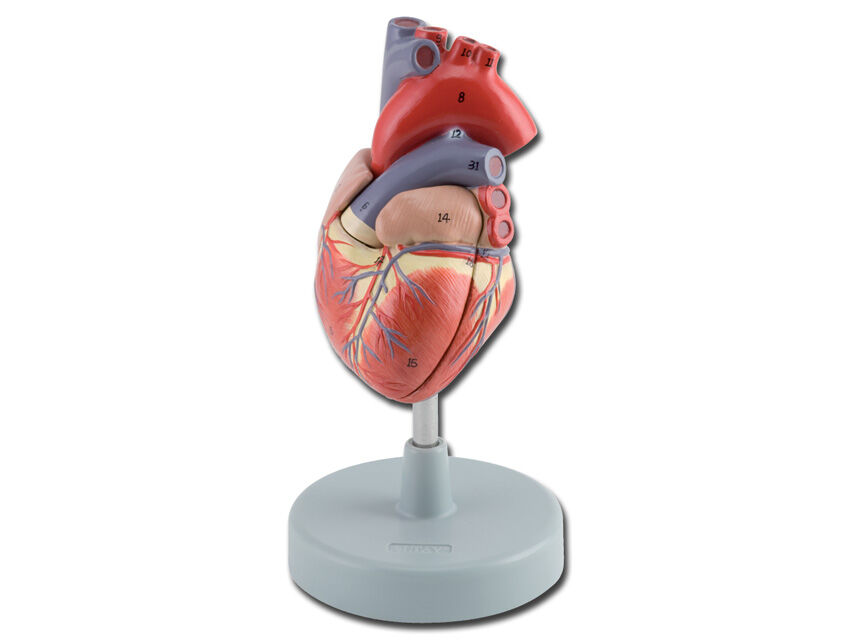 Gima Modellino Anatomico Cuore