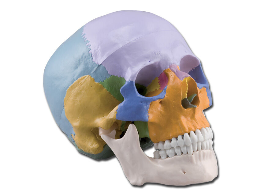 Gima Modello Cranio Umano 3 Parti Colorato