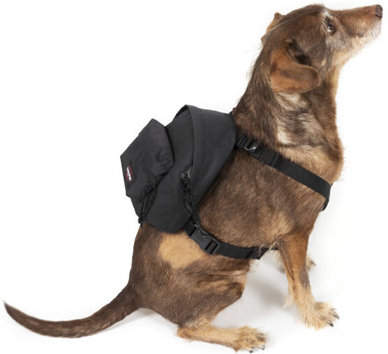 eastpak dog pak'r - zaino tempo libero black