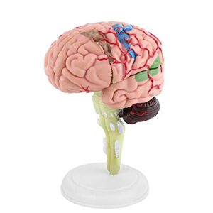 Oumefar 1 pieza, modelo de cerebro humano anatómico desmontado, modelo de cerebro anatómicamente preciso, herramienta de enseñanza, juguete para educación científica, aula, estudio, exhibición