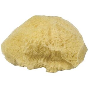 Rayher 3864600 Set van 3 natuurlijke sponzen, 100% natuurlijk, verschillende maten, 6 tot 7,5 cm, fijne poriën en grote poriën, zeer zacht, ideaal voor het stempelen van verf Rayher 3864600 Set van 3 natuurlijke sponzen, 100% natuurlijk, verschillende maten, 6 tot 7,5 cm, fijne poriën en grote poriën, zeer zacht, ideaal voor het stempelen van verf
