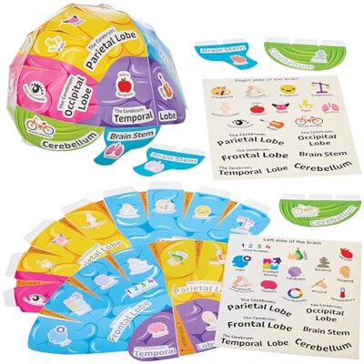 Baker Ross FN457 Biologie van het menselijk brein kits Set van 4, STEM, wetenschap, gezondheid en leerhulpmiddelen voor kinderen en scholen Baker Ross FN457 Biologie van het menselijk brein kits Set van 4, STEM, wetenschap, gezondheid en leerhulpmiddelen voor kinderen en scholen