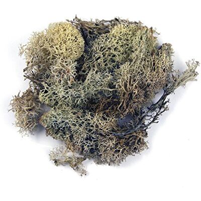 Rayher Natuurlijk IJslands mos p. kerstdecoratie, Pasen 100 g natuur, 8503231 Rayher Natuurlijk IJslands mos p. kerstdecoratie, Pasen 100 g natuur, 8503231