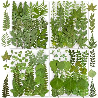YouthBro 85 stuks gedroogde geperste bladeren voor het maken van sieraden, kaarsen, zeep, vazen, kaarten, scrapbooking, knutselen, bloemendecoraties YouthBro 85 stuks gedroogde geperste bladeren voor het maken van sieraden, kaarsen, zeep, vazen, kaarten, scrapbooking, knutselen, bloemendecoraties