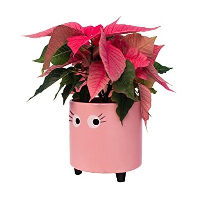Fisura Originele bloempot met oogmotief Decoratieve bloempot voor binnen Keramische pot voor vetplanten Keramische pot voor bloemen en vetplanten 13 x 12,5 cm - Fisura Originele bloempot met oogmotief Decoratieve bloempot voor binnen Keramische pot voor vetplanten Keramische pot voor bloemen en vetplanten 13 x 12,5 cm -