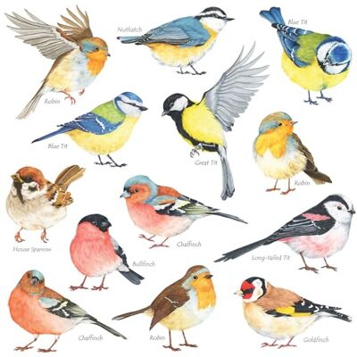 DECOWALL DS-8038 Groot-Brittannië vogels kleurrijke muurstickers tuindecoratie voor slaapkamer keuken woonkamer S DECOWALL DS-8038 Groot-Brittannië vogels kleurrijke muurstickers tuindecoratie voor slaapkamer keuken woonkamer S