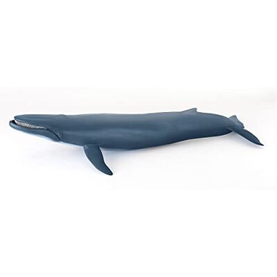 Papo – figuren om te verzamelen – walvis – zeedieren – maritieme wereld– kinderen, meisjes en jongens – vanaf 3 jaar Papo – figuren om te verzamelen – walvis – zeedieren – maritieme wereld– kinderen, meisjes en jongens – vanaf 3 jaar