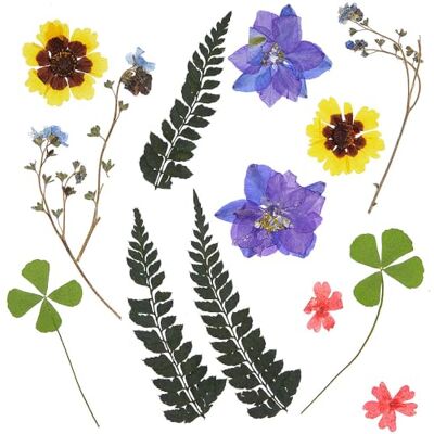 Baker Ross WA162 Fleurs séchées pressées Lot de 17, fleurs naturelles pressées pour le bricolage et la fabrication de cartes Baker Ross WA162 Fleurs séchées pressées Lot de 17, fleurs naturelles pressées pour le bricolage et la fabrication de cartes