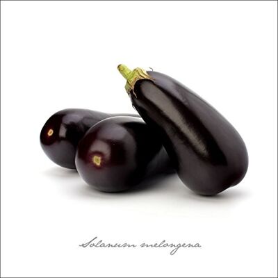 ART gla399b muurschildering glas afbeelding aubergine, 50 x 50 cm, aubergine ART gla399b muurschildering glas afbeelding aubergine, 50 x 50 cm, aubergine