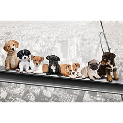 empireposter 744012 Hond op stalen houders New York skydogs plezier steden puppyposter afmetingen 91,5 x 61 cm, papier, meerkleurig, 91,5 x 61 x 0,14 cm empireposter 744012 Hond op stalen houders New York skydogs plezier steden puppyposter afmetingen 91,5 x 61 cm, papier, meerkleurig, 91,5 x 61 x 0,14 cm