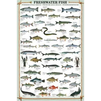 empireposter Empire Interactive DouHardlines watervissen educatieve poster afmetingen in cm: ca. 61 x 91,5 cm Engelse tekst empireposter Empire Interactive DouHardlines watervissen educatieve poster afmetingen in cm: ca. 61 x 91,5 cm Engelse tekst