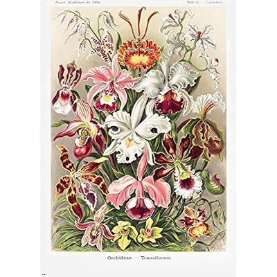 Close Up Orchideeën Ernst Haeckel kunstvormen van de natuur, bord 74 poster (61 cm x 91,5 cm) Close Up Orchideeën Ernst Haeckel kunstvormen van de natuur, bord 74 poster (61 cm x 91,5 cm)