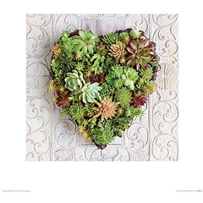 The Howard Shooter (Succulent Heart) kunstdruk 40 x 40 cm, papier, meerkleurig, 40 x 40 x 1,3 cm The Howard Shooter (Succulent Heart) kunstdruk 40 x 40 cm, papier, meerkleurig, 40 x 40 x 1,3 cm