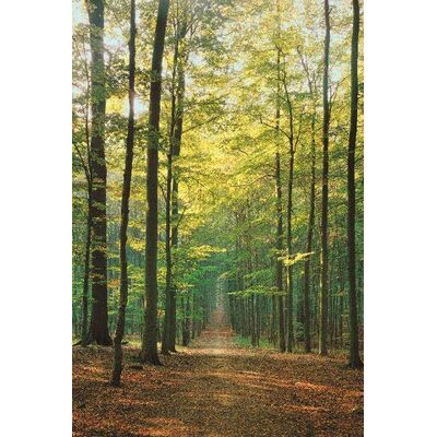 empireposter Poster Forests Weg naar het bos + poster empireposter Poster Forests Weg naar het bos + poster