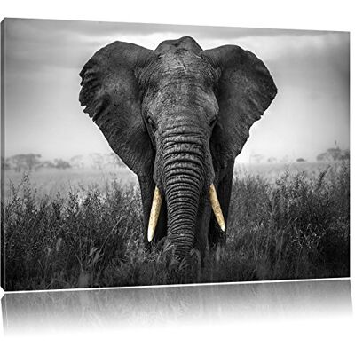 Pixxprint Prachtige B&W Olifant Grootte: 80 x 60 cm Canvas Foto Uitgerekt Klaar Klaar Klaar Voor Muur Decor Art Print Geen Poster Pixxprint Prachtige B&W Olifant Grootte: 80 x 60 cm Canvas Foto Uitgerekt Klaar Klaar Klaar Voor Muur Decor Art Print Geen Poster