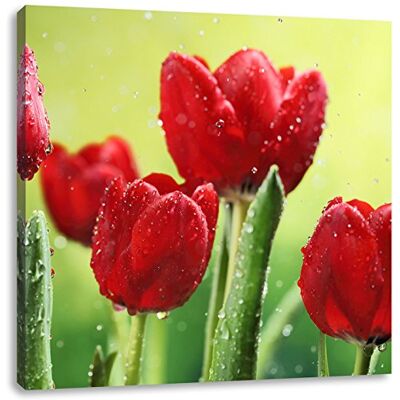 Pixxprint Rode tulpen, met druppels, canvas, fotoruimte, afmetingen: 40 x 40 cm, wanddecoratie, kunstdruk, compleet gemonteerd Pixxprint Rode tulpen, met druppels, canvas, fotoruimte, afmetingen: 40 x 40 cm, wanddecoratie, kunstdruk, compleet gemonteerd