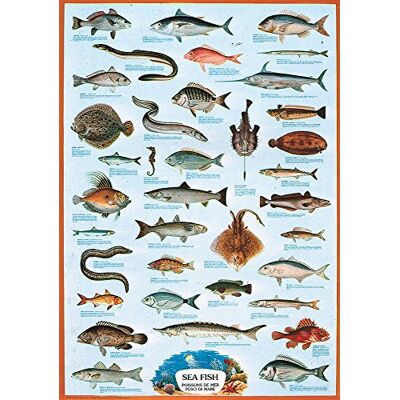 empireposter Educatieve poster zeevissen + poster empireposter Educatieve poster zeevissen + poster