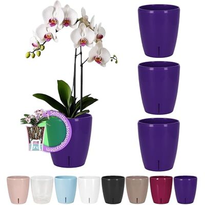 Santino ORCHIDEA Set van 4 orchideeënpotten met lontsysteem en waterniveau-indicator (diameter: 15 cm, 2 l, paars) Santino ORCHIDEA Set van 4 orchideeënpotten met lontsysteem en waterniveau-indicator (diameter: 15 cm, 2 l, paars)