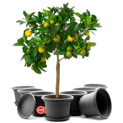 BigDean Set van 8 ronde bloempotten met onderzetter, diameter 35 cm Weerbestendige bloempot, gemaakt in Europa BigDean Set van 8 ronde bloempotten met onderzetter, diameter 35 cm Weerbestendige bloempot, gemaakt in Europa