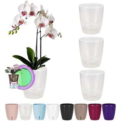 Santino Set van 4 zelfbewaterende potten met lontsysteem en waterniveau-indicator voor orchideeënpot binnenshuis D 15 cm (transparant, 2 L) Santino Set van 4 zelfbewaterende potten met lontsysteem en waterniveau-indicator voor orchideeënpot binnenshuis D 15 cm (transparant, 2 L)