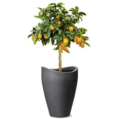 scheurich 54265 254/40 Wave Globe High bloempot, kunststof, zwart, 30 x 30 x 40 cm scheurich 54265 254/40 Wave Globe High bloempot, kunststof, zwart, 30 x 30 x 40 cm