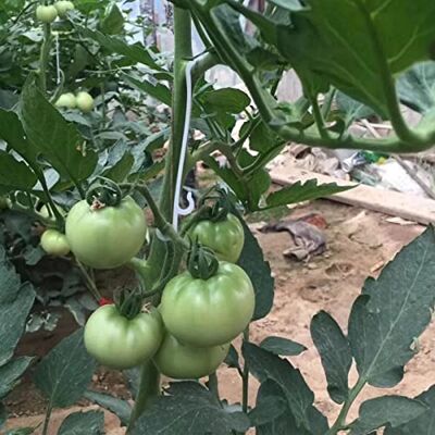 BOBOZHONG Haak voor tomaten, 100 stuks J-haken voor tomaten en groenten, broeikas, haken voor tomaten, druiven, tomatenhouder, clip voor tomaten, aardbeien, fruit, anti-vallen, vermijden BOBOZHONG Haak voor tomaten, 100 stuks J-haken voor tomaten en groenten, broeikas, haken voor tomaten, druiven, tomatenhouder, clip voor tomaten, aardbeien, fruit, anti-vallen, vermijden