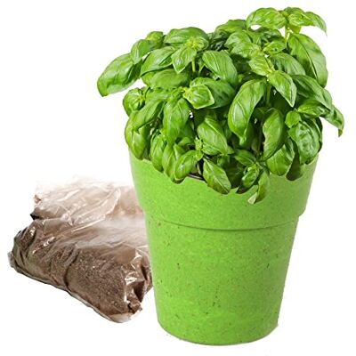 PLANÈTE PLANTE PLANETE PLANTE 1 Biologisch afbreekbare pot en zaad om te planten Tuinieren set 170036 Bamboe Tuin Natuur Plant Bloemen Kinderspel Vanaf 4 jaar PLANÈTE PLANTE PLANETE PLANTE 1 Biologisch afbreekbare pot en zaad om te planten Tuinieren set 170036 Bamboe Tuin Natuur Plant Bloemen Kinderspel Vanaf 4 jaar