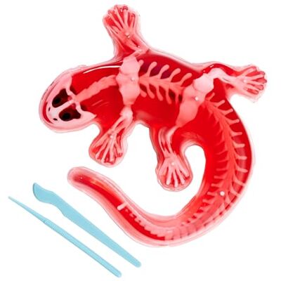 Simba Scout Dissect-It Salamander, 14 cm, skelet en organen om in elkaar te zetten, navulset, gereedschap vanaf 5 jaar Simba Scout Dissect-It Salamander, 14 cm, skelet en organen om in elkaar te zetten, navulset, gereedschap vanaf 5 jaar