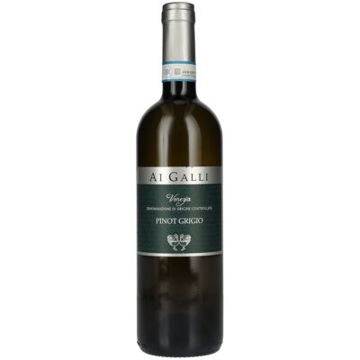 AI GALLI Pinot Grigio Venezia DOC 2024 13% Vol. 0,75l AI GALLI Pinot Grigio Venezia DOC 2024 13% Vol. 0,75l