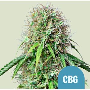 Royal Queen Seeds Seeds Royal Cbg Auto (High ) 1 Stuk Royal Queen Seeds Seeds Royal Cbg Auto (High ) 1 Stuk