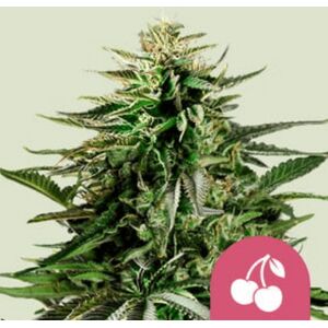 Royal Queen Seeds Zaden Cherry Pie Gefeminiseerd 1 Stuk Royal Queen Seeds Zaden Cherry Pie Gefeminiseerd 1 Stuk