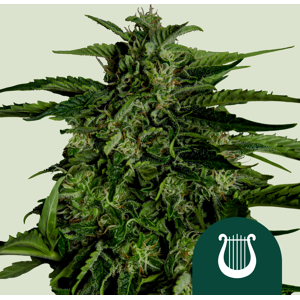 Royal Queen Seeds Zaden Apollo F1 Auto 1 Stuk Royal Queen Seeds Zaden Apollo F1 Auto 1 Stuk