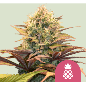 Royal Queen Seeds Zaden Pineapple Kush Gefeminiseerd 3 Stuks Royal Queen Seeds Zaden Pineapple Kush Gefeminiseerd 3 Stuks