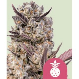 Royal Queen Seeds Zaden Tropicana Cookies Purple Gefeminiseerd 5 Stuks Royal Queen Seeds Zaden Tropicana Cookies Purple Gefeminiseerd 5 Stuks