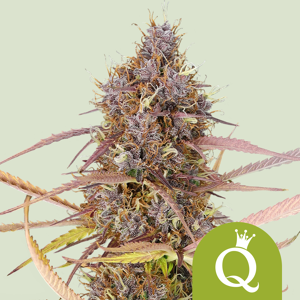 Royal Queen Seeds Zaden Purple Queen Auto 3 Stuks Royal Queen Seeds Zaden Purple Queen Auto 3 Stuks