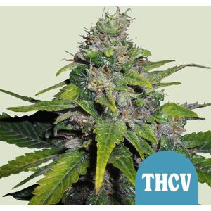 Royal Queen Seeds Zaden Royal Thcv Gefeminiseerd (Hoog ) 3 Stuks Royal Queen Seeds Zaden Royal Thcv Gefeminiseerd (Hoog ) 3 Stuks