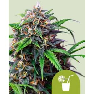 Royal Queen Seeds Zaden Purple Lemonade Auto 1 Stuk Royal Queen Seeds Zaden Purple Lemonade Auto 1 Stuk