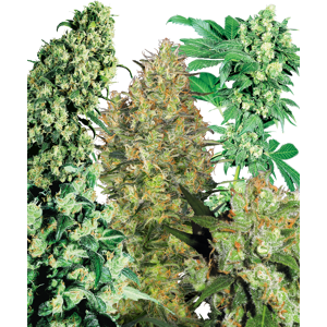 Sensi Seeds Zaden Indoor Mix® Regular, 25 Stuks Sensi Seeds Zaden Indoor Mix® Regular, 25 Stuks