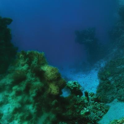 PELAGIC The Fall PELAGIC The Fall