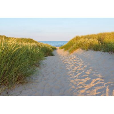 Noordwand Komar Colours Fotobehang Sandy Path - 8-995 4036834089955 Behang Noordwand Komar Colours Fotobehang Sandy Path - 8-995 4036834089955 Behang