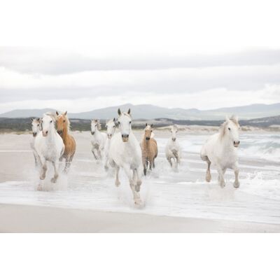 Komar Home; Komar Colours Fotobehang White Horses - 8-986 4036834089863 Behang Komar Home; Komar Colours Fotobehang White Horses - 8-986 4036834089863 Behang