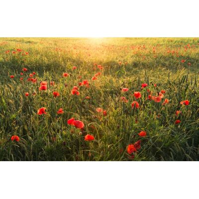 Noordwand Komar Stefan Hefele Fotobehang Poppy World - SHX9-071 4055065111679 Behang Noordwand Komar Stefan Hefele Fotobehang Poppy World - SHX9-071 4055065111679 Behang