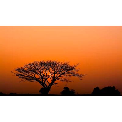 Rasch African Queen 3 - 363654 4000441363654 Behang Rasch African Queen 3 - 363654 4000441363654 Behang
