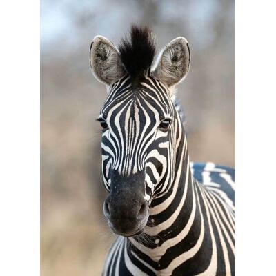 Rasch African Queen 3 - 363623 4000441363623 Behang Rasch African Queen 3 - 363623 4000441363623 Behang