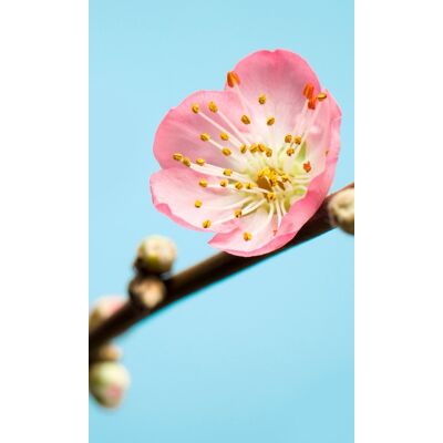 Noordwand Komar Munich Design Fotobehang Peach Blossom - V3-753 4036834737535 Behang Noordwand Komar Munich Design Fotobehang Peach Blossom - V3-753 4036834737535 Behang