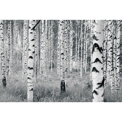 Noordwand Komar Munich Design Fotobehang Woods - V8-724 4036834787240 Behang Noordwand Komar Munich Design Fotobehang Woods - V8-724 4036834787240 Behang