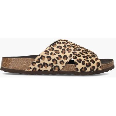 Cypres Teddy Bruin/Zwart female Cypres Teddy Bruin/Zwart female