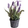 Botanic-Haus Kunst-potplanten Lavendel - erica arrangement in mand (1 stuk) paars