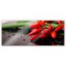 Wall-Art Keukenwand Exotische scherpte - panorama (1-delig) multicolor 100 cm x 40 cm